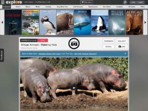 Explore org 收錄各種野生動物、大自然的直播影片